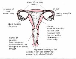 1275 x 1650 png 297 кб. Female Reproductive System Diagram Unlabeled Best Of 10 Systems In The Human Reproductive System Female Reproductive System Anatomy Female Reproductive System