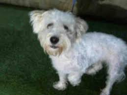 See hundreds of dogs, puppies, cats, kittens and more our adoption centers in detroit, westland and howell are accepting walk ups for pet adoptions with the. Orlando Fl Maltese Meet Toby A Dog For Adoption Pets Dog Adoption Kitten Adoption