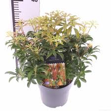 Image result for Pieris japonský bonfire obrázek