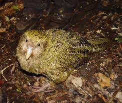 Here you find 7 meanings of the word endemic species. What Is An Endemic Species Definition And Examples