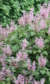 Maybe you would like to learn more about one of these? Shades Of Shade Floral Design Practical Gardening The Gardener The Gardener