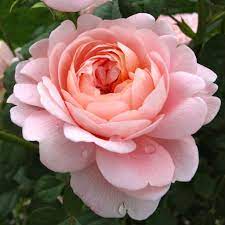 Weekly Photo Challenge Off Season Flowers Photography Pretty Flowers Flower Aesthetic