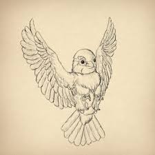 This is a very simple bird drawing and hence it is suitable for kids and beginners as well. How To Draw Animals Birds Their Anatomy And How To Draw Them