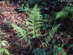 Image result for Dryopteris manniana