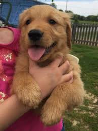 Looking for a puppy or dog in chattanooga, tennessee? Full Blooded Golden Retriever Puppies 8 Weeks Old For Sale In Lebanon Tennessee Classified Americanlisted Com