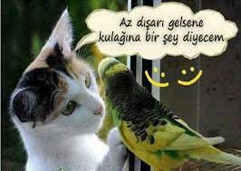 Huseyin Adli Kullanicinin Hoby Panosundaki Pin Komik Mizah Kedi