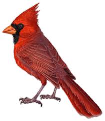 Maybe you would like to learn more about one of these? Cardinal Color Hex Code Is C41e3a