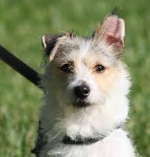 Malteser kostenlos inserieren und günstige angebote gesuch: Danny Jack Russell Terrier Malteser Mischling 10 Jahre 1 Monate Hunde Imtierheimweil Tierschutzverein Weil Am Rhein E V