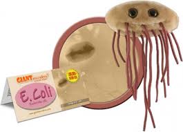 Although most strains of e. Bol Com E Colli Escherichia Coli