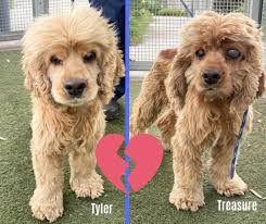 Tyler And Treasure At Risk At Shelter After Owner Moved To New Home Animal Rescue Shelter Pets