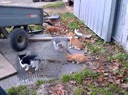 Aww kittens duct tape funny cats cat trap. Catching A Kitten In A Live Trap Youtube