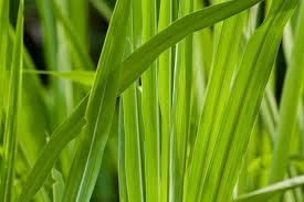 Jenis tanaman hias dan contohnya. Jenis Rumput Terbaik Untuk Pakan Ternak Artikel Pertanian Terbaru Berita Pertanian Terbaru