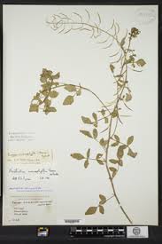 Image result for Nasturtium microphyllum