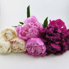 We propagate our peonies the traditional way and don't use meristem culture. Peony Bulk Flowers Blooms By The Box
