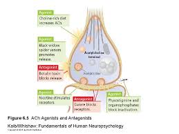Black widow spider venom increases the amount of ach released from vesicles; Bryan Kolb Ian Q Whishaw Fundamentals Of Human