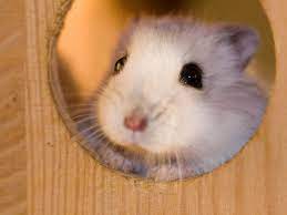 Hamsters love to play, run and create nests to hide. How To Breed Dwarf Russian Hamsters