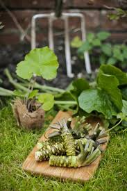 Eine außergewöhnliche nebenwirkung hat das. Wasabi Pflanze Wissenswerte Und Interessante Tatsachen Pflanzen Gartentipps Gartenpflanzen