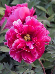 Und nach jeder blüte sollten sie ziemlich weit zurückgeschnitten werden. Stauden Stade Versand Shop Paeonia Suffruticosa Kao Strauch Pfingstrose Hier Bestellen