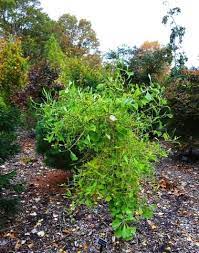 Ginkgo Biloba Weeping Wonder Weeping Ginkgo Tree Ginkgo Tree Japanese Maple Tree Ginkgo Biloba