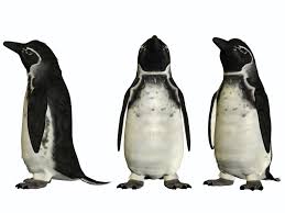 The galapagos penguin is one of the smallest penguins in the world and is endemic to the galapagos penguins mate for life, with the female laying between one and two eggs which are. Galapagos Penguin Bird Facts Spheniscus Mendiculus Az Animals