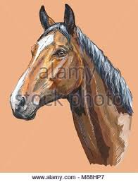 Donc, nous avons tracé déjà une maintenant le corps ! Portrait Colore De Cheval Trakehner Tete De Cheval De Profil Vecteur Illustration Dessin Main Isole Sur Fond Beige Image Vectorielle Stock Alamy