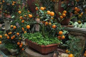 Kỹ thuật trồng quất trong chậu đơn giản nhất - Agri.vn