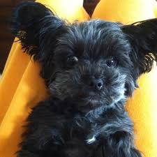 Pin By Holly Dhankhar On My Stuff Yorkie Poo Puppies Cute Little Puppies Cute Teacup Puppies