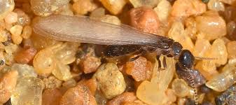 Check spelling or type a new query. Get Rid Of Swarming Termites To Protect Your Home Abc Blog