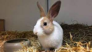 Nager und kaninchen suchen ein zuhause. Tierheim Kassel Drei Kaninchen Und Ein Hund Suchen Ein Zuhause Jungfernkopf