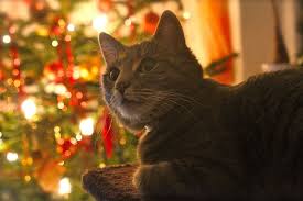 We did not find results for: Hd Wallpaper Cat Christmas Contemplative Glaskugeln Weihnachtsbaumschmuck Wallpaper Flare