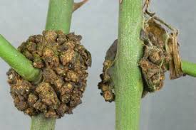Image result for Sphaeropsis tumefaciens oleander symptoms