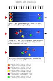 Isoelectric Focusing Wikipedia