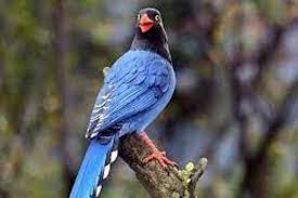 See more of 臺灣藍鵲茶 taiwan bluemagpie tea on facebook. å…‡å·´å·´é³¥è‡ºç£è—éµ² åœ‹ç«‹æ•™è‚²å»£æ'­é›»å°channel