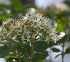 Image result for Maerua aethiopica