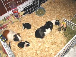 Maybe you would like to learn more about one of these? Guinea Pig Cages