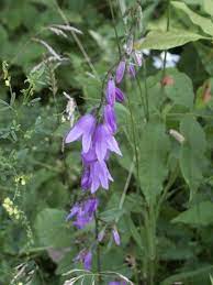 Creeping Bellflower Campanula Rapunculoides Campanula Flowers Bellflower Invasive Plants