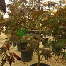 Albizia summer chocolate purple mimosa tree seeds! Purple Leaf Mimosa Tree Summer Chocolate Albizia Julibrissin Summer Chocolate Fabaceaea Sms Marmara Group