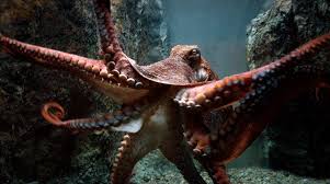 Fqysubvfts T7ps2vp2wnkyn8wxywmxty0 Fwsgxojtqfqjv3xxprzpvx4bsp79skyrsfrtsjwqyuswoqto4 960 536 Giant Pacific Octopus Octopus Octopus Facts