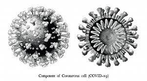 Coronavirus coronavirus disease 2019 health severe acute respiratory syndrome coronavirus 2 pathogenic bacteria, silhouette, royaltyfree, vector transparent background png clipart. Coronavirus Krankheit 2019 Covid 19 Komponente Der Coronavirus Zellen Gravurillustration Vintage Stil Schwarz Weiss Clipart Isoliert 2 Premium Vektor
