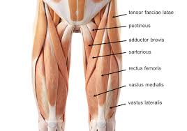 The hamstring muscles (back of the thigh), the quadriceps muscles (the front of the thigh) muscles strains can be quite painful and frequently occur near the point where the muscle joins the tough, fibrous connective tissue of the tendon. Leg Knee Anatomy