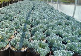 Image result for Senecio