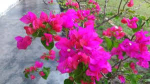 Pohon bunga asoka memiliki batang yang keras. 6 Cara Merawat Bunga Bougenville Agar Cepat Berbunga Ilmubudidaya Com