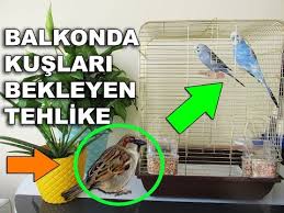 Muhabbet Kuslarini Gunese Cikardik Ve Uzucu Olay Youtube