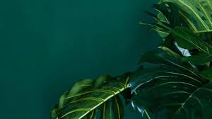 Green aesthetic wallpaper divine dark green aesthetic green. Wallpapers Green Aesthetic Hd 2021 Cute Wallpaper Hd