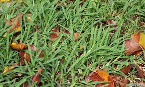 Image result for Stenotaphrum