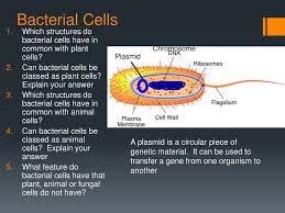 A plants have a cell wall and choloplast b plants have vacuole and nucleus c plants have a nuleus and mitochondria d plants have a nucleus and a cell membrane. Unit 1 Cell Biology Section B Cell Structure And Function Ppt Download