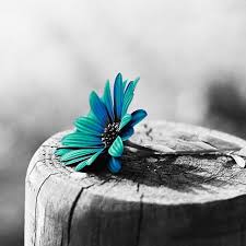 Black And White Nature Photography Quotes Pin By Kaylee Yeahhhhh On Wallpaper Black And White Aesthetic White Flower Pictures Black And White Photo Wall