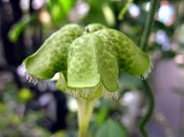 Growing the most popular peonies chinese peonies paeonia lactiflora. African Parachute Ceropegia Sandersonii Umbrella Flowers Plant Leaves Flowers