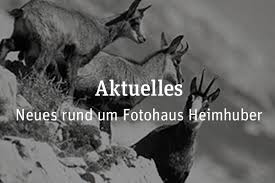 Kurze und lange, nachdenkliche und witzige lebenssprüche. Historische Kuhbilder Auf Leinwand Fotohaus Heimhuber