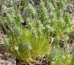 Image result for Buchnera cryptocephala